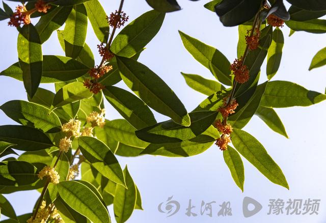 桂花的颜色有哪些，几种常见桂花颜色（图集：丹桂飘香的季节到了）