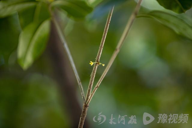 桂花的颜色有哪些，几种常见桂花颜色（图集：丹桂飘香的季节到了）