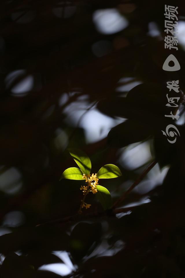 桂花的颜色有哪些，几种常见桂花颜色（图集：丹桂飘香的季节到了）