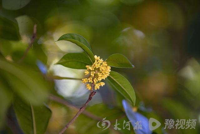 桂花的颜色有哪些，几种常见桂花颜色（图集：丹桂飘香的季节到了）