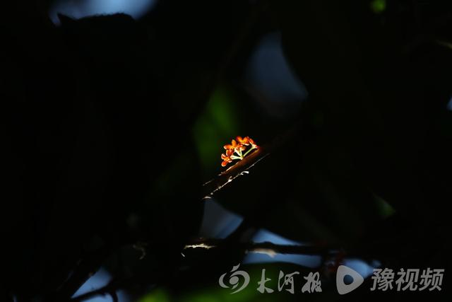 桂花的颜色有哪些，几种常见桂花颜色（图集：丹桂飘香的季节到了）