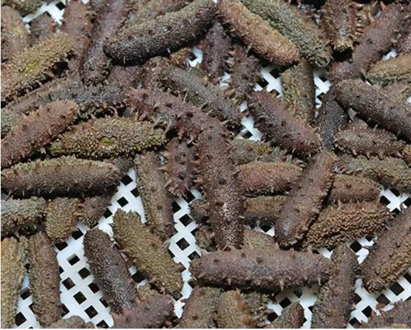 加拿大特产海参品种，秋冬美食——海参的三两小事