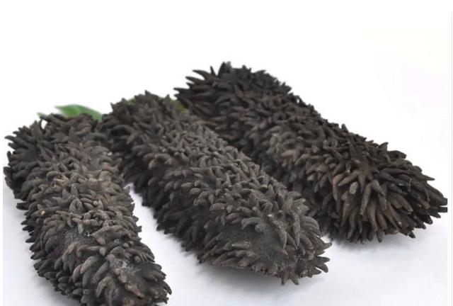 加拿大特产海参品种，秋冬美食——海参的三两小事