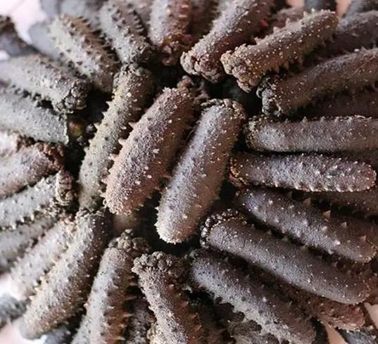 加拿大特产海参品种，秋冬美食——海参的三两小事