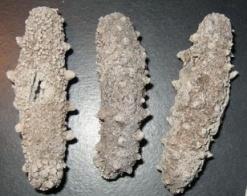 加拿大特产海参品种，秋冬美食——海参的三两小事