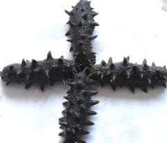 加拿大特产海参品种，秋冬美食——海参的三两小事