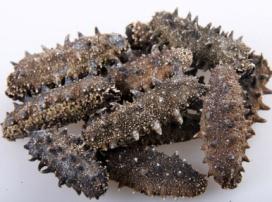 加拿大特产海参品种，秋冬美食——海参的三两小事