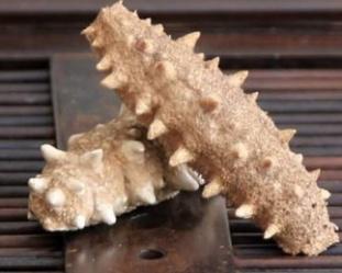 加拿大特产海参品种，秋冬美食——海参的三两小事