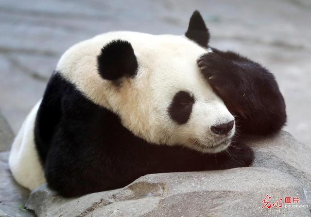 大熊猫，大熊猫有没有冬眠的情况（大熊猫“新月”“竹韵”做客苏州11周年图片）