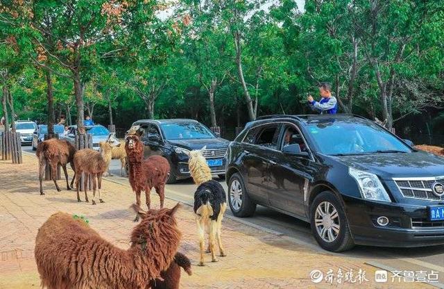 济南周边自驾游，济南自驾游你不得不去10大地方（这份济南周边景点假期出游攻略请查收）