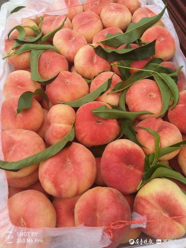 山东可以带走的特产,山东特产有哪些可带走(情报员推荐家乡特产蒙阴