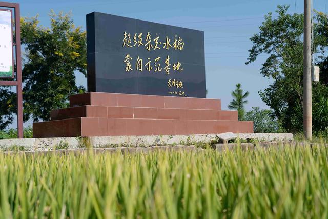 8千克是多少斤，08千克等于几斤（代号“玮两优8612”亩产1076.16千克）