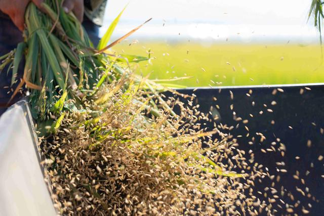 8千克是多少斤，08千克等于几斤（代号“玮两优8612”亩产1076.16千克）