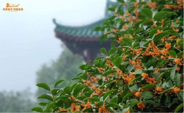 5月18日是什么节日，5月18日是什么节（武汉又有新花展，好甜）