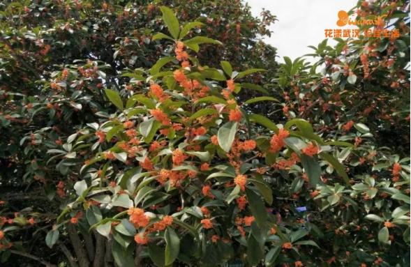 5月18日是什么节日，5月18日是什么节（武汉又有新花展，好甜）