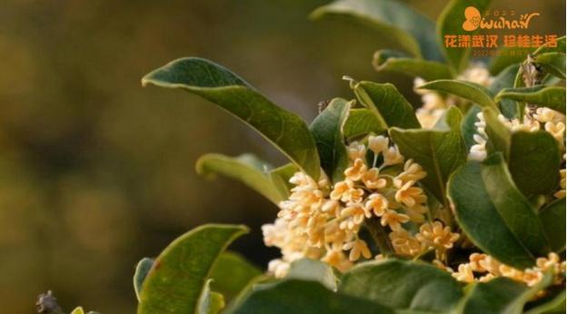 5月18日是什么节日，5月18日是什么节（武汉又有新花展，好甜）