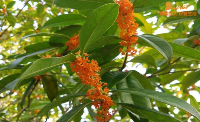 5月18日是什么节日，5月18日是什么节（武汉又有新花展，好甜）