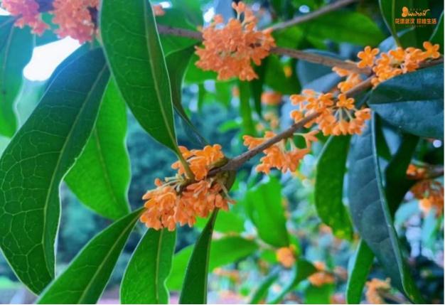 5月18日是什么节日，5月18日是什么节（武汉又有新花展，好甜）