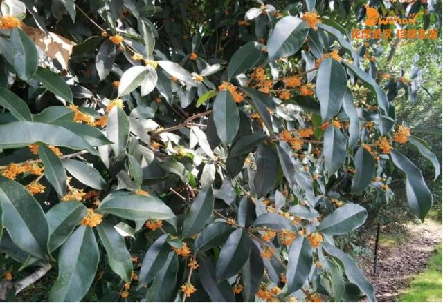 5月18日是什么节日，5月18日是什么节（武汉又有新花展，好甜）