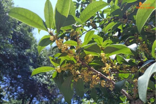 5月18日是什么节日，5月18日是什么节（武汉又有新花展，好甜）