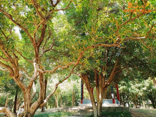 5月18日是什么节日，5月18日是什么节（武汉又有新花展，好甜）