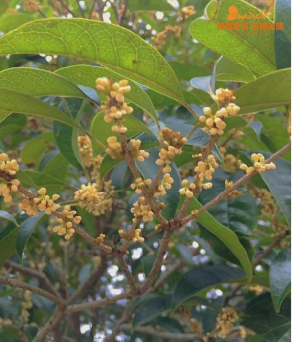 5月18日是什么节日，5月18日是什么节（武汉又有新花展，好甜）