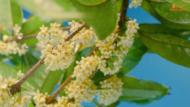 5月18日是什么节日，5月18日是什么节（武汉又有新花展，好甜）