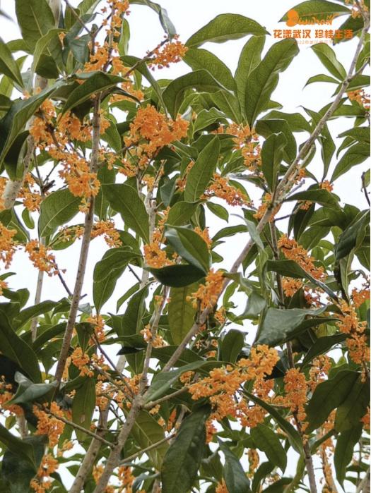 5月18日是什么节日，5月18日是什么节（武汉又有新花展，好甜）