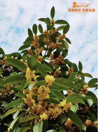 5月18日是什么节日，5月18日是什么节（武汉又有新花展，好甜）