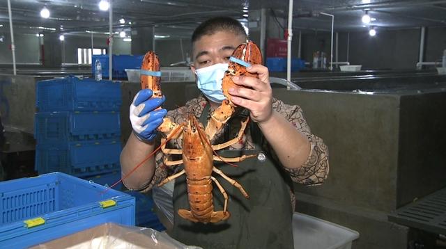 波士顿龙虾价格，波士顿龙虾多少钱一斤（波士顿龙虾来啦）