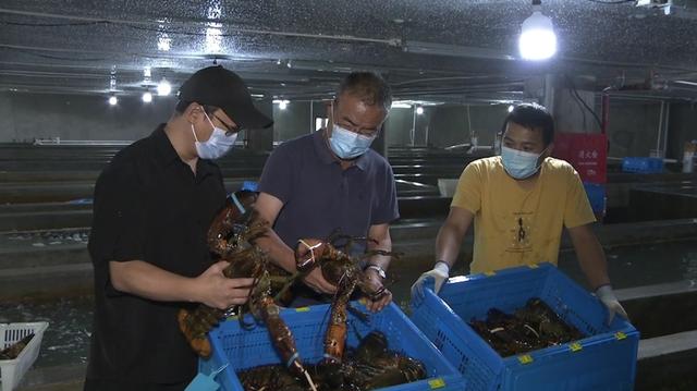 波士顿龙虾价格，波士顿龙虾多少钱一斤（波士顿龙虾来啦）