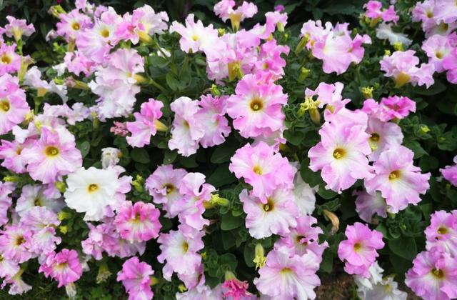 花城是指我国哪一城市，中国的花城是指哪一座城市（广州天桥飘“彩带”）