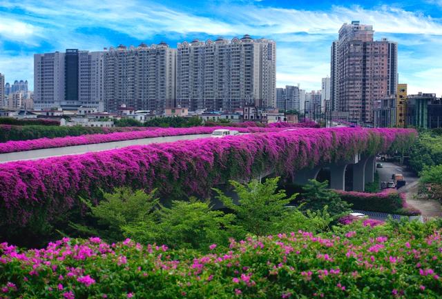 花城是指我国哪一城市，中国的花城是指哪一座城市（广州天桥飘“彩带”）