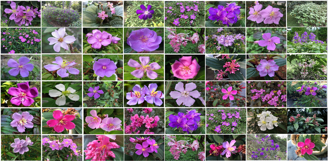 花城是指我国哪一城市，中国的花城是指哪一座城市（广州天桥飘“彩带”）