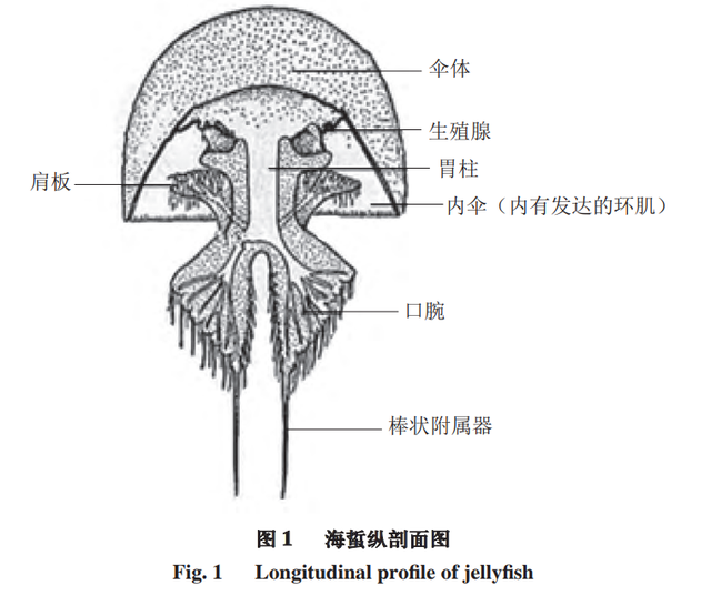 海蜇是什么动物，海蜇是什么动物还是植物（但被它蜇伤可就惨了）