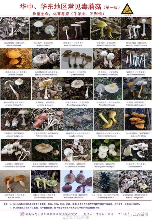 白蘑菇名字图片