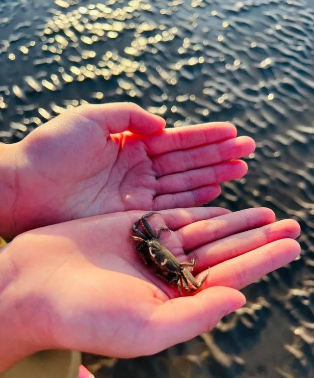 上海有哪些免费开放的海滩，上海有没有免费的海滩（捡贝壳、捉螃蟹、拍“大片”……去南汇追一场盛大的海）