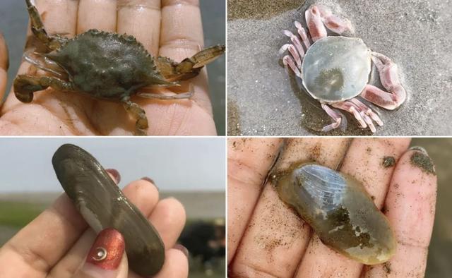 上海有哪些免费开放的海滩，上海有没有免费的海滩（捡贝壳、捉螃蟹、拍“大片”……去南汇追一场盛大的海）