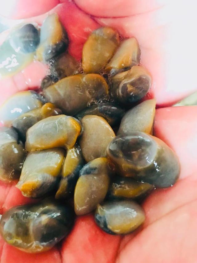 上海有哪些免费开放的海滩，上海有没有免费的海滩（捡贝壳、捉螃蟹、拍“大片”……去南汇追一场盛大的海）