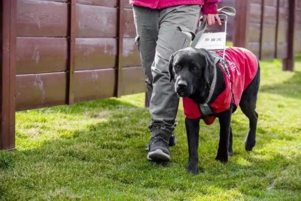 31个月的宝宝发育标准身高体重，宝宝身高体重发育标准是多少（身价20万，导盲犬真的这么贵）