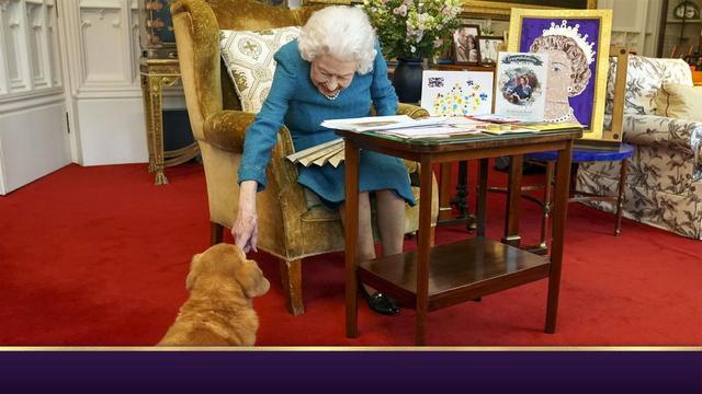 英国女王重新养柯基，英国女王留下的柯基犬有去处了