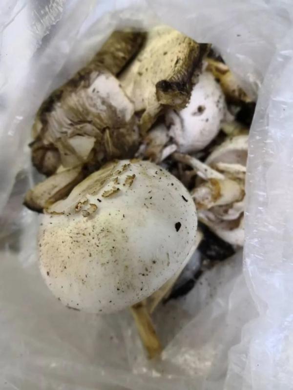 口了又一是什么字，上了口又下一什么字（一家四口吃了自家长出的新鲜货）