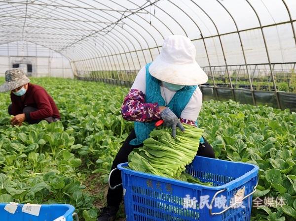 2022年淘宝丰收购物节是什么时候开始，2021淘宝丰收节（淘宝天猫发放5000万张消费券）