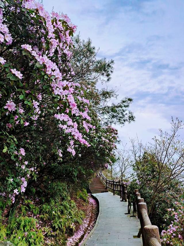 春节去哪里旅游比较好，春节去哪里旅游比较好便宜又好玩（四季畅玩雪峰山的攻略都在这里了）