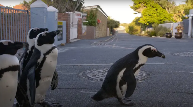 手机qq如何关注附近的人，qq附近的人怎么关注qq好友（人的日子都没过好）