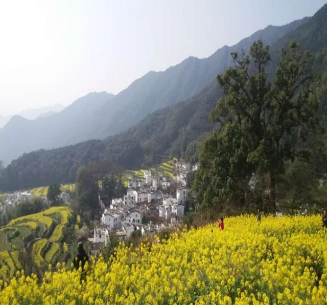 植物油是什么油，轻化植物油是什么油（好的食用油有哪些指标）