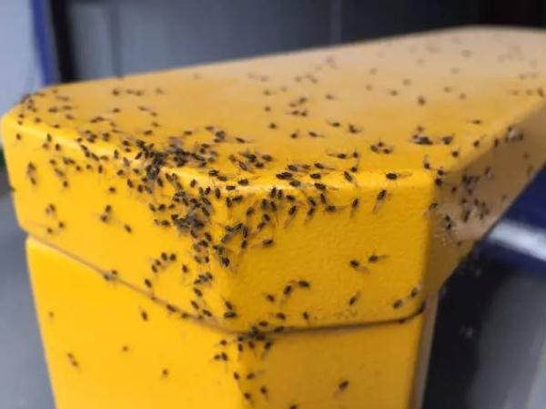 小咬是什么虫子，小咬是什么虫子图片（烦你的不是小咬，是蚜虫）