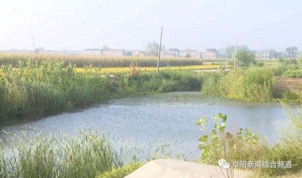 小学生个人简介200字，个人事迹简介200字（安徽出现鳄雀鳝）