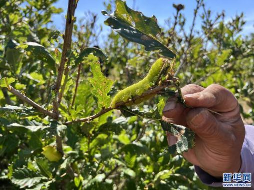 10千克的物品有哪些，100克的物品有哪些东西（内蒙古最大柞蚕生产基地5000余户蚕农迎来收获季）