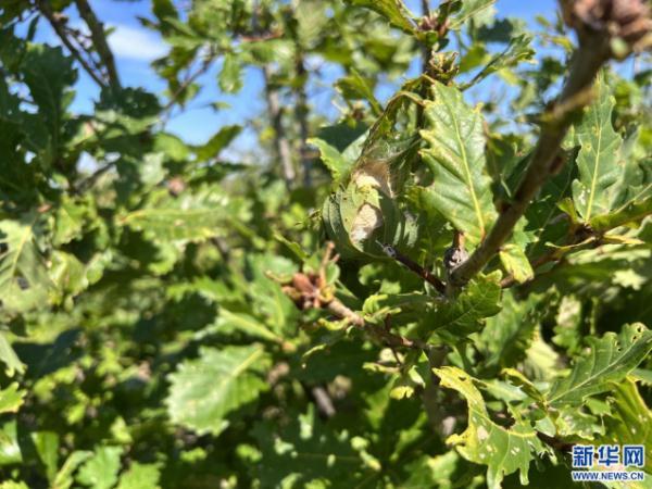 10千克的物品有哪些，100克的物品有哪些东西（内蒙古最大柞蚕生产基地5000余户蚕农迎来收获季）